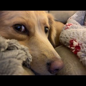 Meet your Posher, Janet